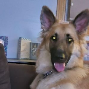 Meet your Posher, Steve